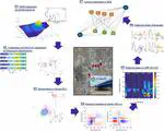 Revealing spatial-temporal impact of industrial effluent towards DOM in Riverine employing PARAFAC and MW-2D COS